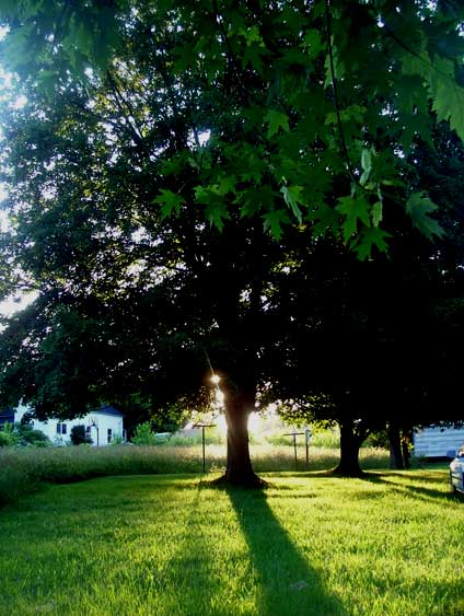 from our back yard facing towards Glendas back yard