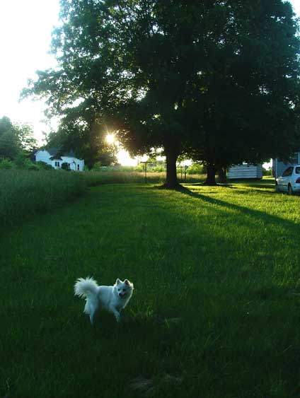 noir in the setting sun
