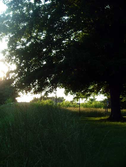 the feild next to us